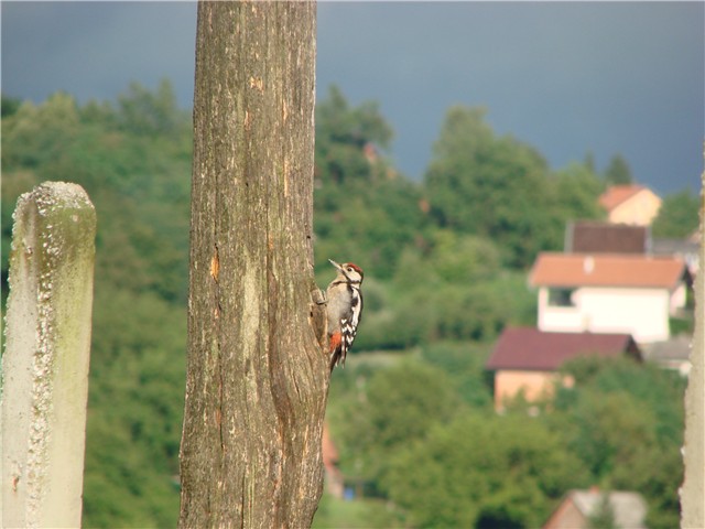 djetlić na stupu